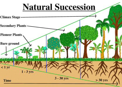 Syntropic Farming