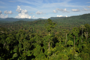 Tropical High Forest THF