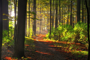 Woodland